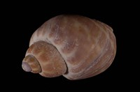 藏品(臺灣鳳螺)的圖片